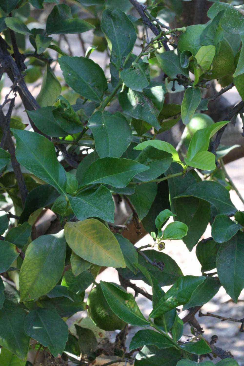              Shade leaves (Riverside, CA)       